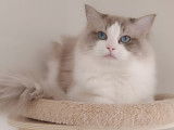 Mâle Ragdoll bleu bicolore LOOF disponible pour saillie