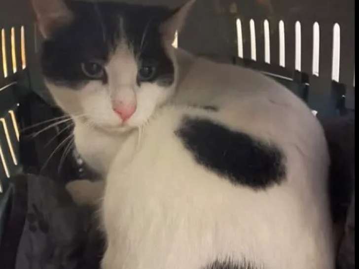 À adopter : chat au pelage noir et blanc
