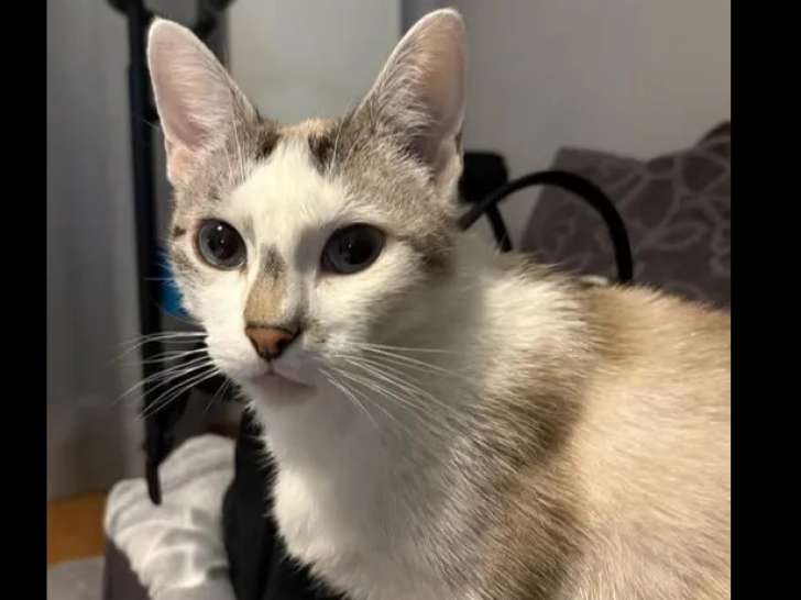 Disponible à l'adoption : chatte tigrée à la fourrure tigrée blanche