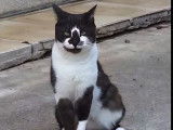 Prêt pour l'adoption : chat noir et blanc