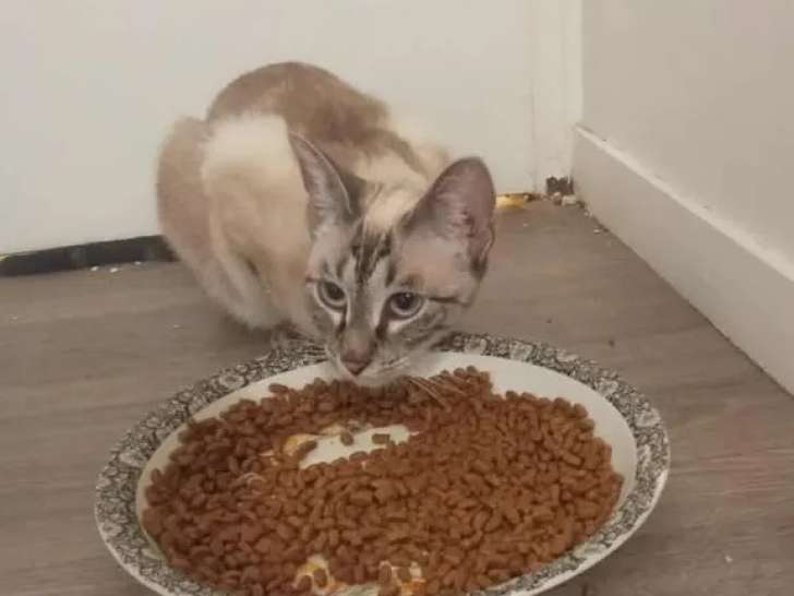 En attente d'une famille : chatte d’un an