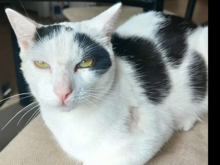 À accueillir : chat noir et blanc