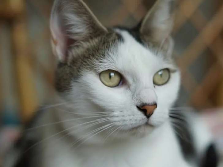 Prête pour l'adoption : chatte tigrée blanche