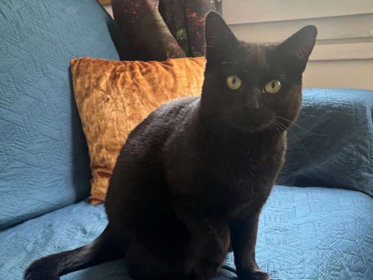 À adopter : chatte à la fourrure noire