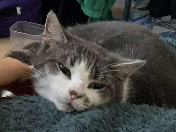 À accueillir : chatte grise et blanche