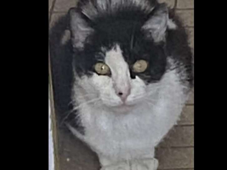 À la recherche d'une famille : chatte au pelage noir et blanc