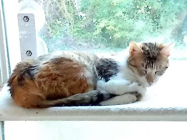 Chatte tricolore disponible à l’adoption