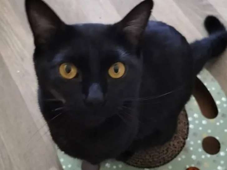 En attente d'adoption : chat au pelage noir