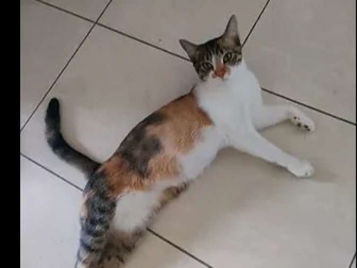 Disponible à l'adoption : chatte tricolore