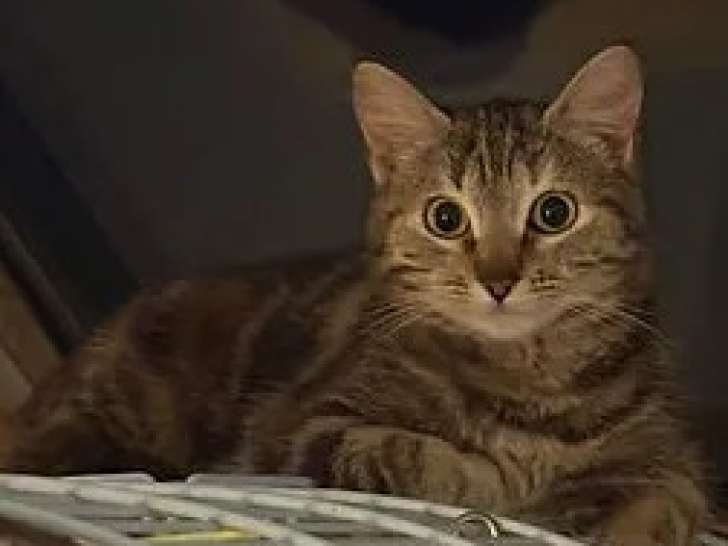 Chatte tigrée prête pour l’adoption