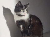 En quête d'un foyer : chat noir et blanc