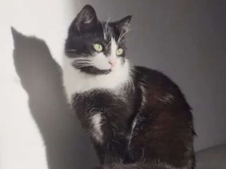 En quête d'un foyer : chat noir et blanc