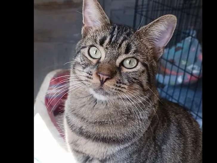Disponible à l'adoption : chat au pelage tigré