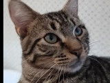 Disponible à l'adoption : chat au pelage tigré