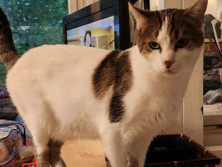 Adoption disponible : chat blanc avec marque noire