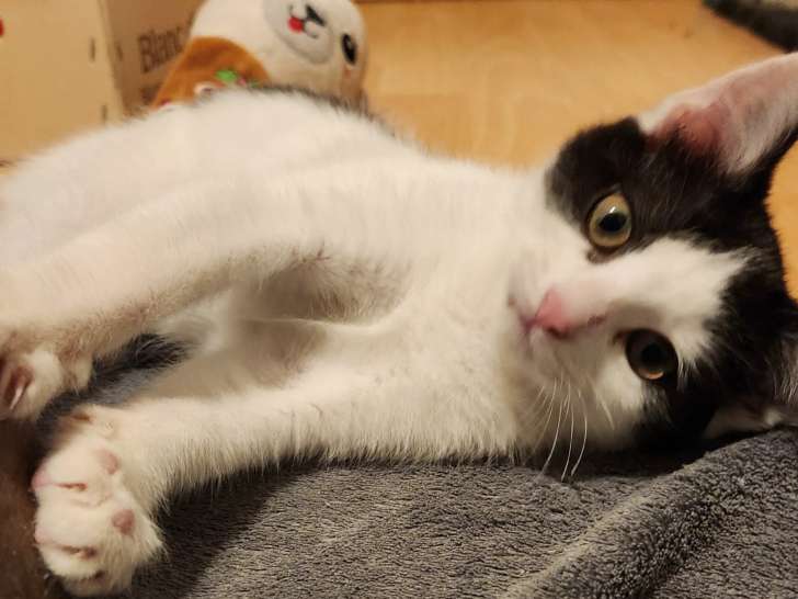 À la recherche d'une famille : chatonne de 3 mois