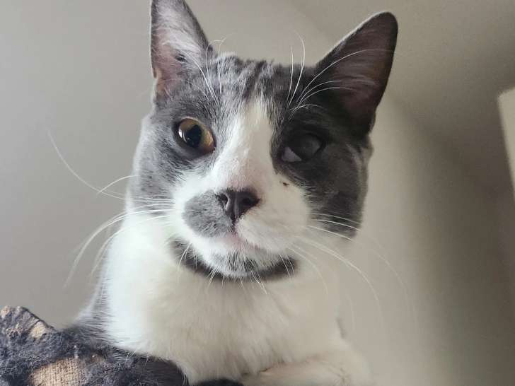 Prêt pour l'adoption : chaton mâle bleu et blanc