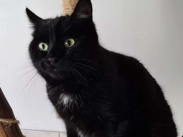 En attente d'adoption : chaton mâle de 6 mois