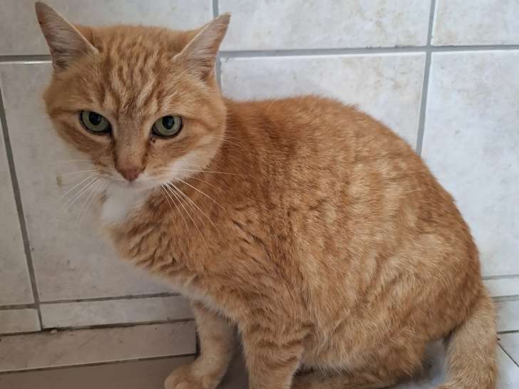 Disponible à l'adoption : chat roux