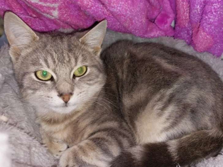 À adopter : chaton mâle tigré gris
