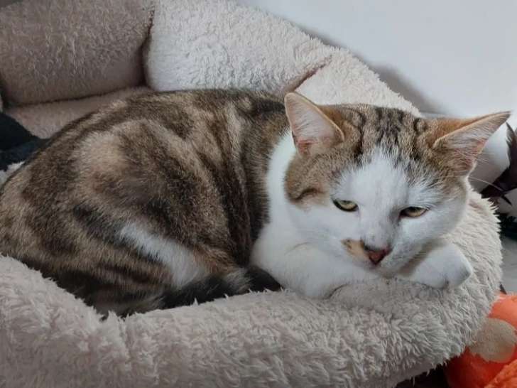 À la recherche d'une famille : chaton mâle tigré blanc