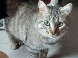 Adoption disponible : chaton mâle de 6 mois