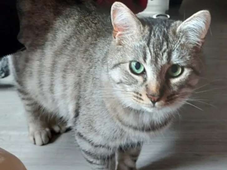 Adoption disponible : chaton mâle de 6 mois