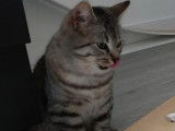 Adoption disponible : chaton mâle de 6 mois