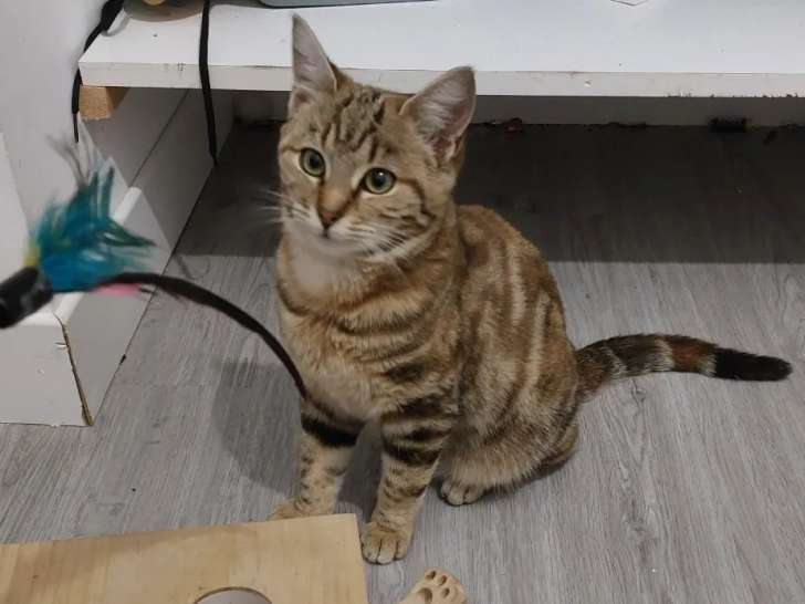 Prête pour l'adoption : chatonne tigrée
