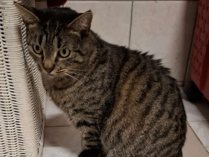 En attente d'une famille : chatte tigrée