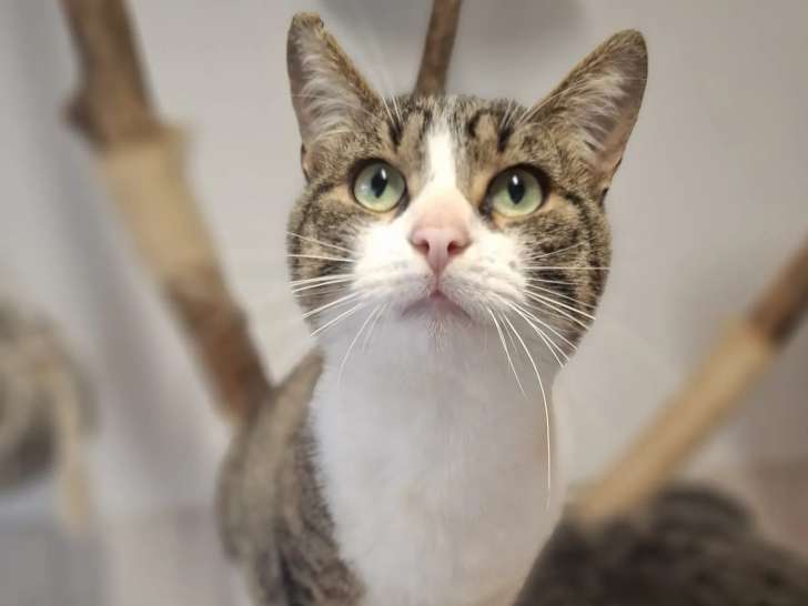 À accueillir : chat au pelage tigré blanc