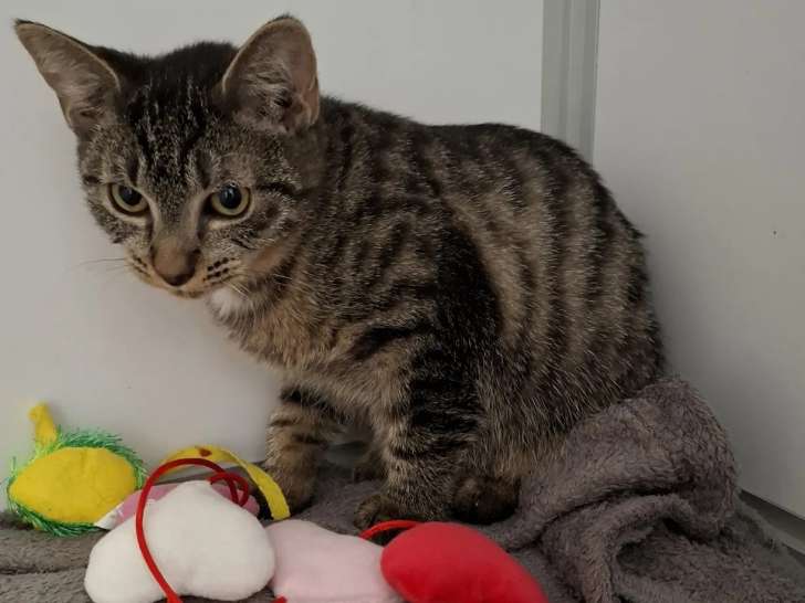 Prête pour l'adoption : chatonne de 5 mois