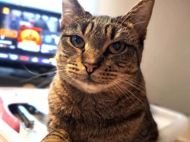 En attente d'adoption : chatte tigrée