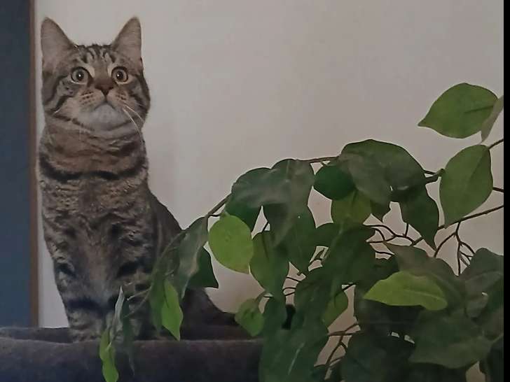 Disponible à l'adoption : chaton mâle de 5 mois