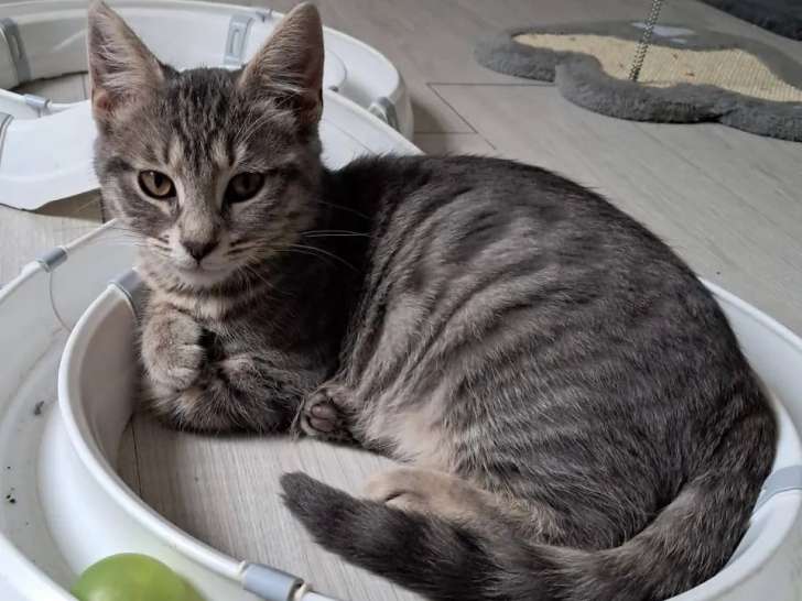 À adopter : chaton mâle tigré gris