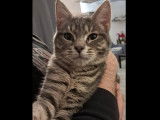 À adopter : chaton mâle tigré gris