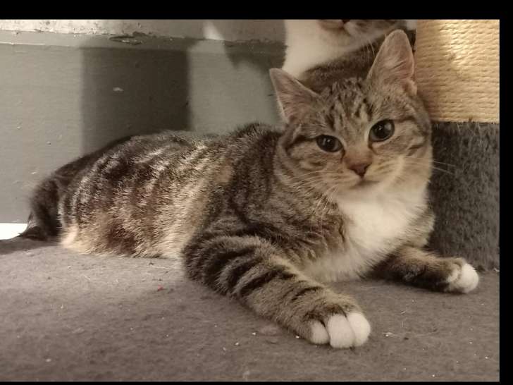 Adoption disponible : chatonne à la fourrure tigrée blanche