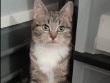 Adoption disponible : chatonne à la fourrure tigrée blanche
