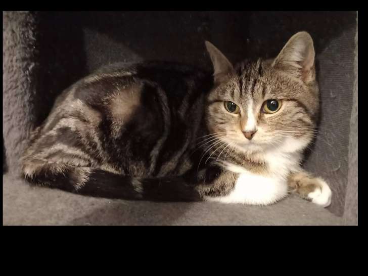 En attente d'une famille : chatonne de 5 mois