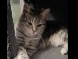 Adoption disponible : chatonne de 5 mois