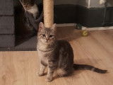 Adoption disponible : chatonne de 5 mois
