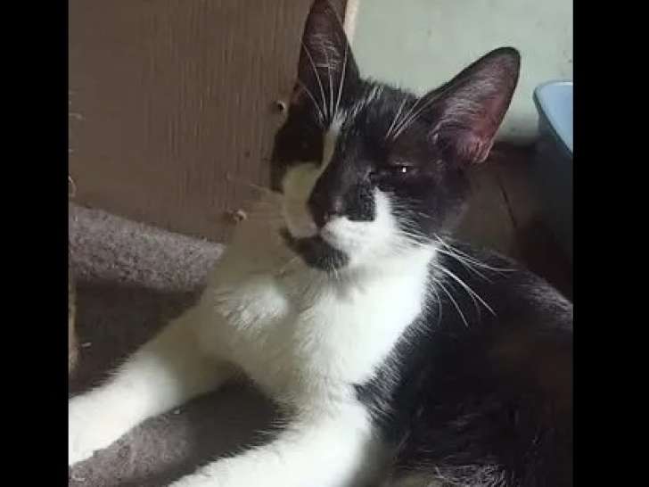 À la recherche d'une famille : chaton mâle noir avec marque blanche