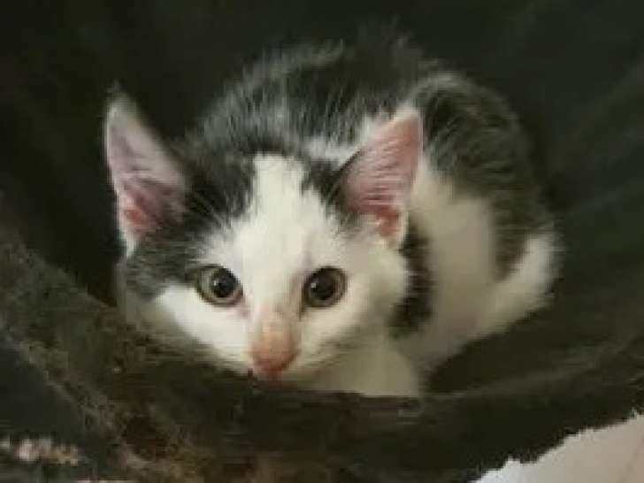 En attente d'une famille : chatonne blanche avec marque noire