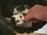 En attente d'une famille : chatonne blanche avec marque noire