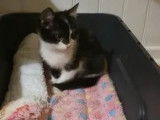 Disponible à l'adoption : chatonne noire et blanche