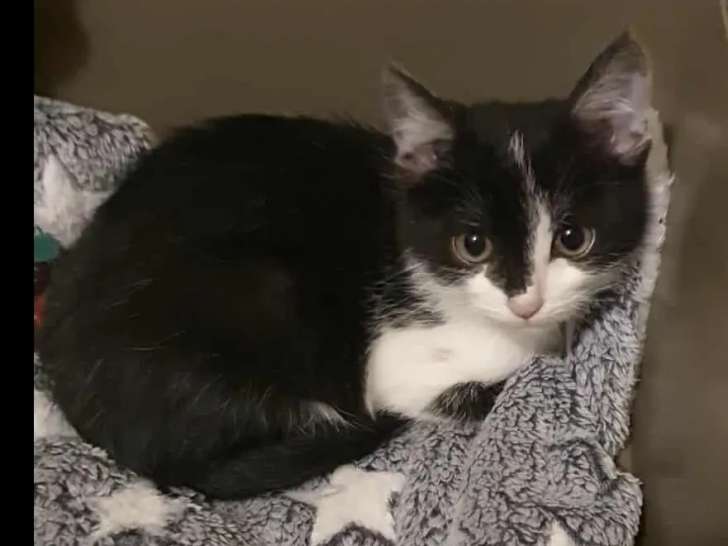 Disponible à l'adoption : chatonne noire et blanche