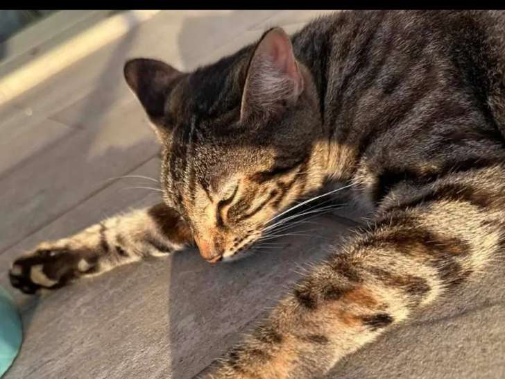 Prête pour l'adoption : chatte tigrée