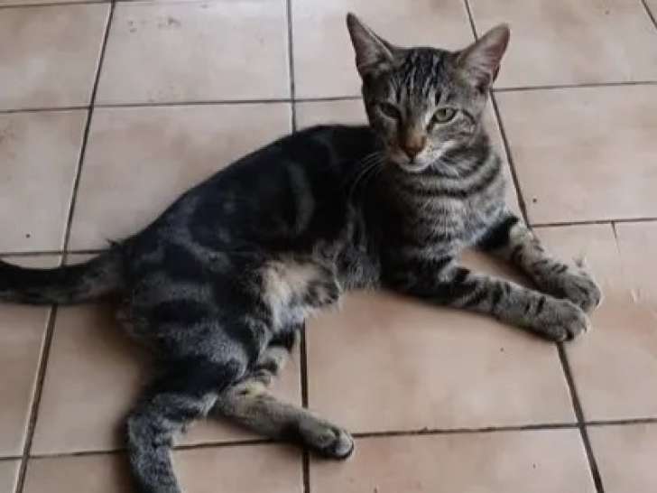 Prêt pour l'adoption : chaton mâle au pelage tigré