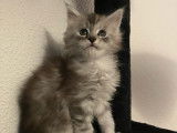 Chatonne Maine Coon black silver mackerel tabby à vendre
