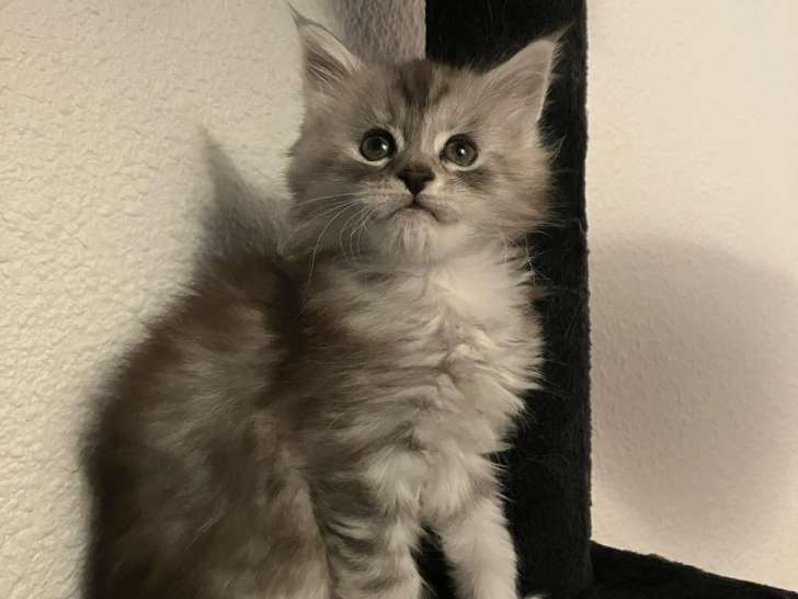 Chatonne Maine Coon black silver mackerel tabby à vendre